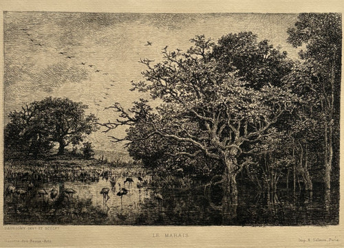 Marais cigognes gravure eau - cigognes,